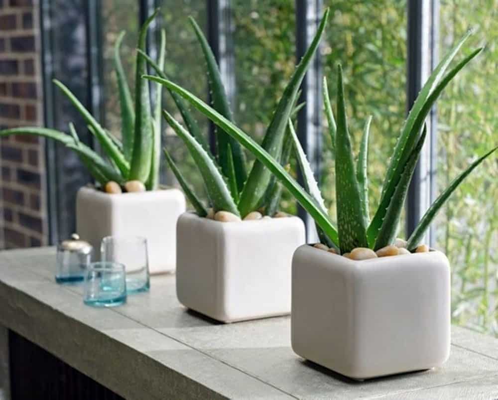 3 Loại Cây Được Ví Như "Điều Hòa Xanh", Trồng Trong Nhà Mỗi Tháng Giúp Gia Chủ Giảm Đến 50% Hóa Đơn Tiền Điện