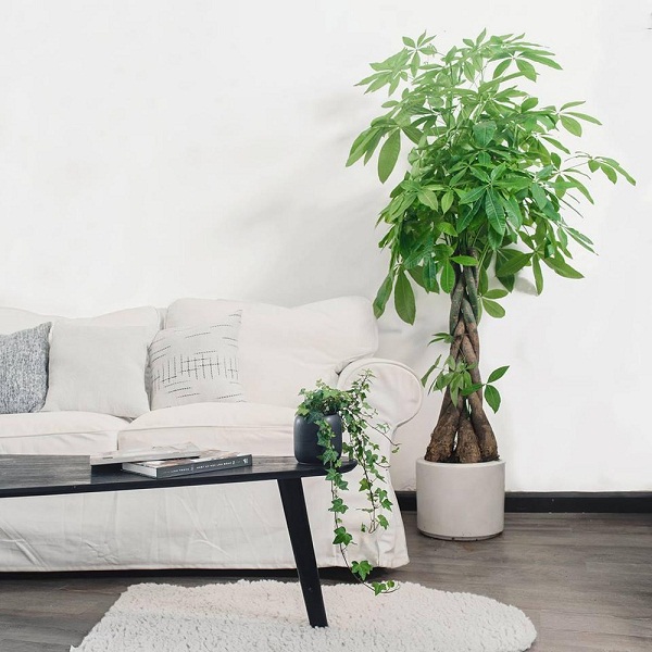 Cây Cảnh "Trấn Giữ Vượng Khí" Trong Phòng Khách: Bí Quyết Để Người Già An Vui, Con Cháu Thịnh Vượng