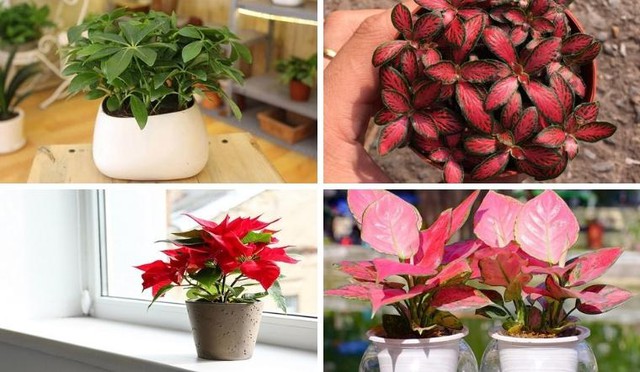 Hướng Dẫn Chi Tiết: Chọn Cây Phong Thủy Để Bàn Theo Từng Mệnh Giúp Thu Hút Tài Lộc, May Mắn