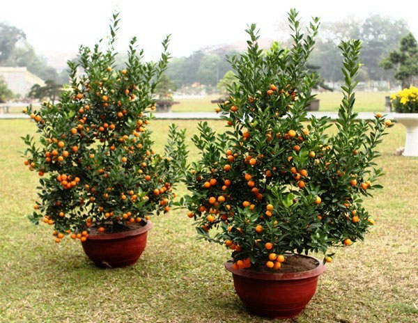 BÍ QUYẾT PHONG THỦY NHÀ PHỐ: LOẠI CÂY CẢNH VỪA CÓ QUẢ NGỌT, VỪA HÚT TÀI LỘC VÀO NHÀ