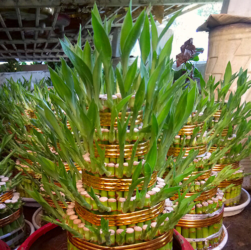 Top 10 Cây Cảnh "Chiêu Tài" Nên Trồng Trước Nhà Đầu Năm 2026 Để Rước Lộc Vào Nhà