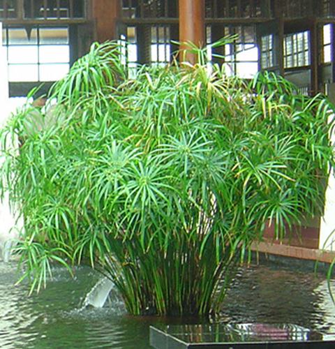 Cây Xanh - Những "Chiến Binh" Thầm Lặng Làm Sạch Môi Trường Nước