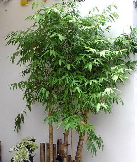 Biểu tượng kiên cường và thịnh vượng: Tre và Trúc trong văn hóa và phong thủy