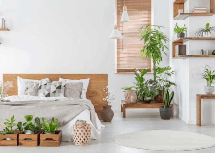 8 Loài Cây Cảnh Có Tác Dụng Thôi Miên, Giúp Cải Thiện Giấc Ngủ và Tình Cảm Vợ Chồng