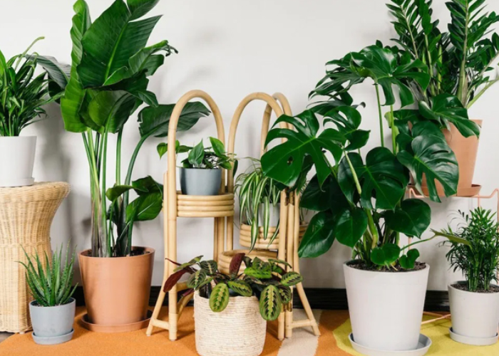 Những Lưu Ý Khi Lựa Chọn Cây Xanh Dịp Đầu Năm Mới