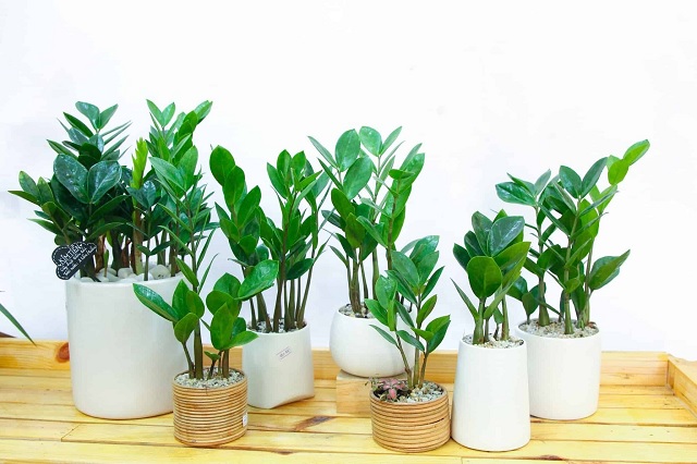 Cây Kim Tiền Văn Phòng Bị Vàng Lá: Điềm Báo Phong Thủy Hay Lỗi Chăm Sóc?