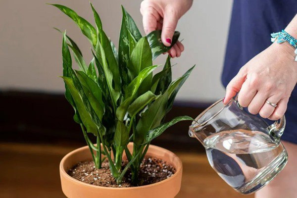 Chăm sóc cây xanh trong văn phòng: Có dễ như bạn nghĩ?
