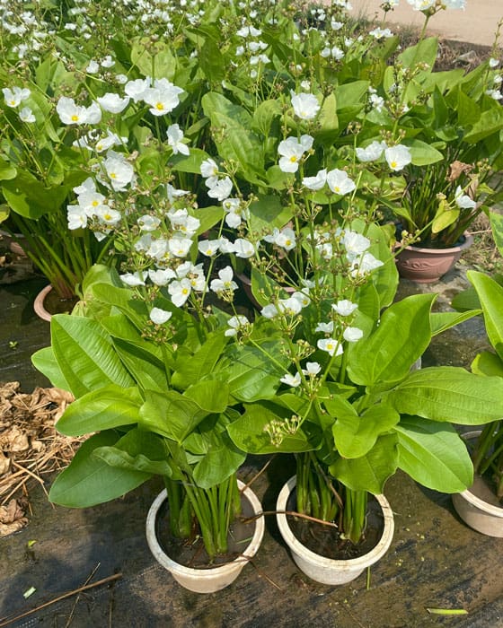 Bách Thủy Tiên: Cây Cảnh Phong Thủy Đẹp Cả Lá Lẫn Hoa, Mang Tài Lộc Vào Nhà