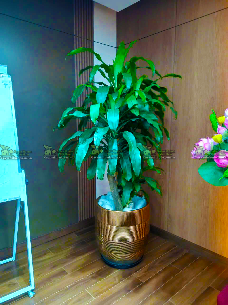 Phong Thủy Cây Xanh Văn Phòng Sếp: Bí Quyết Kích Hoạt Tài Lộc và Uy Quyền