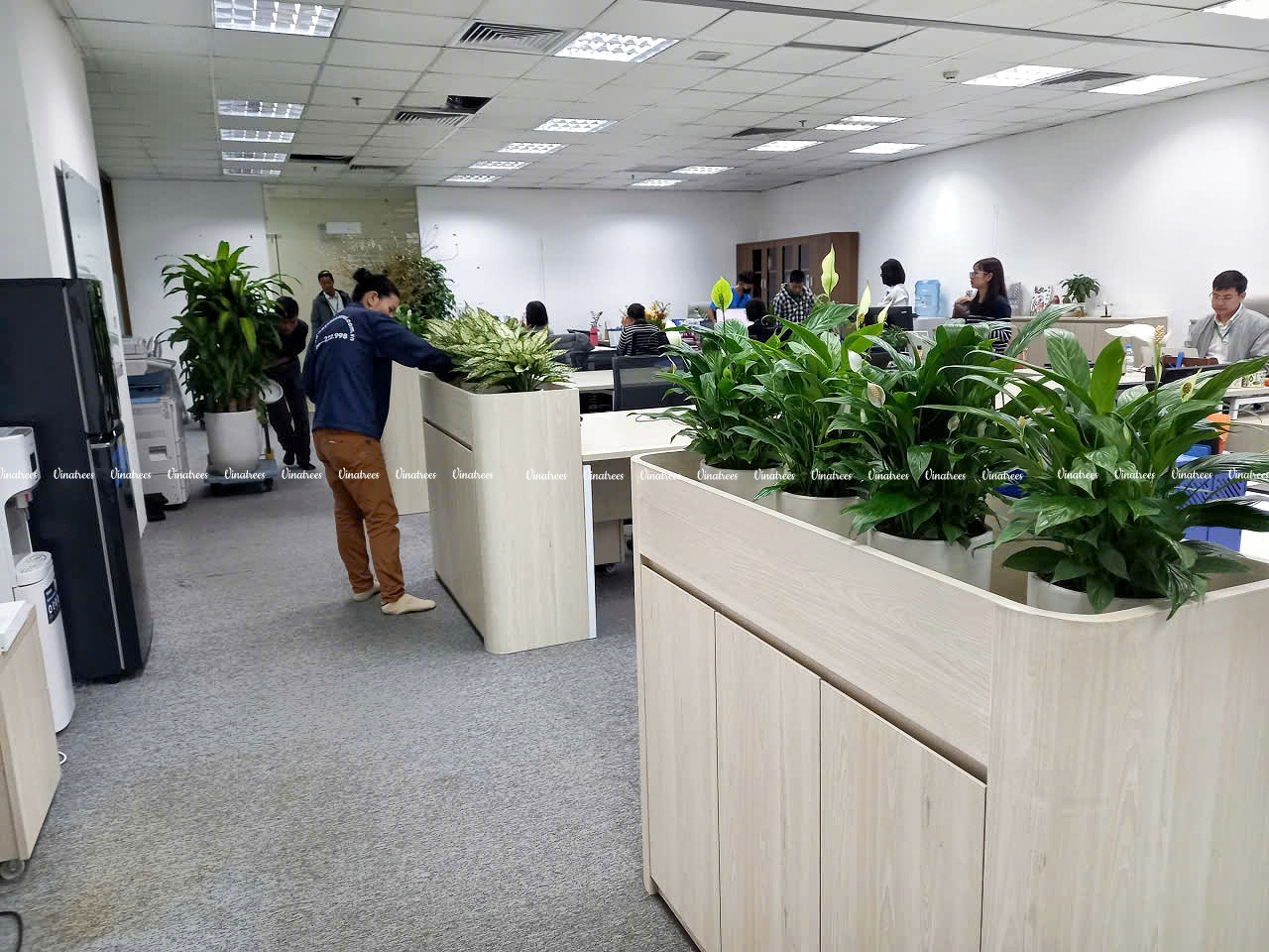 Cây xanh và năng suất làm việc: Góc nhìn khoa học