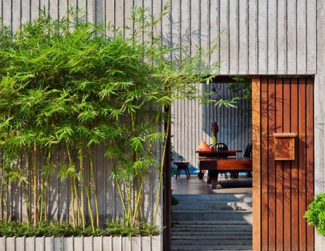 Trồng Cây Gì Trước Cửa Nhà Để Hút Tài Lộc và May Mắn? Bật Mí 3 Loài Cây Phong Thủy "Đại Cát"