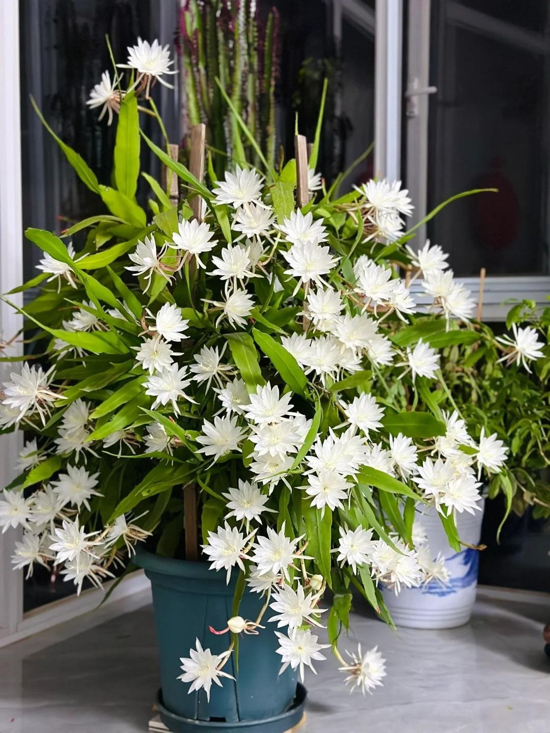 Quỳnh Lá Nhỏ: "Công Chúa Ánh Trăng" Xua Tà Khí, Mang Lại Bình An Cho Gia Chủ