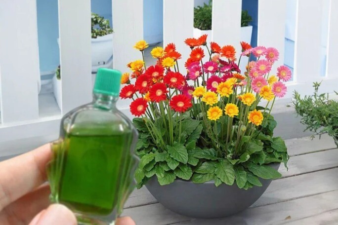 Nhỏ vài giọt dầu gió vào chậu hoa, điều kỳ diệu sẽ xảy ra!