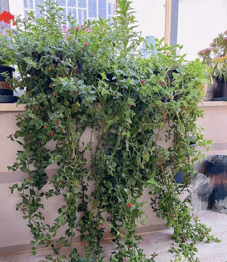 4 LOÀI CÂY CẢNH CÀNG TRỒNG CÀNG ĐẸP, VỪA BỔ SUNG DINH DƯỠNG VỪA LÀM ĐẸP CƠ THỂ TỪ TRONG RA NGOÀI