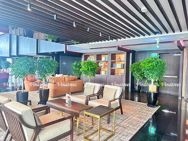 Dịch vụ cho thuê cây xanh văn phòng tại tòa nhà Lotte Center 54 Liễu Giai Vinatrees