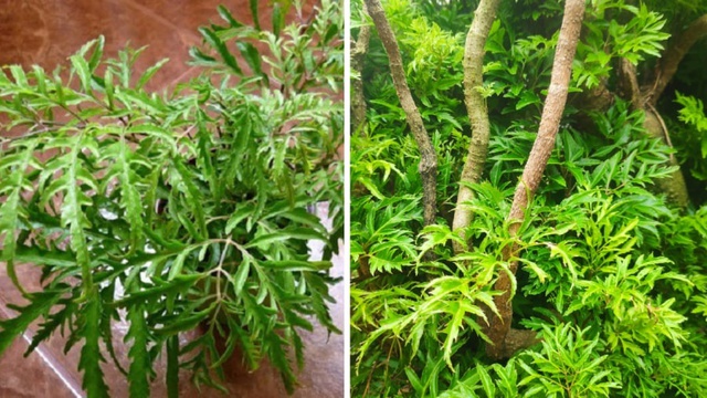 Cây Đinh Lăng Ra Hoa: Điềm Báo May Mắn Hay Rủi Ro? Khám Phá Ý Nghĩa Phong Thủy và Khoa Học