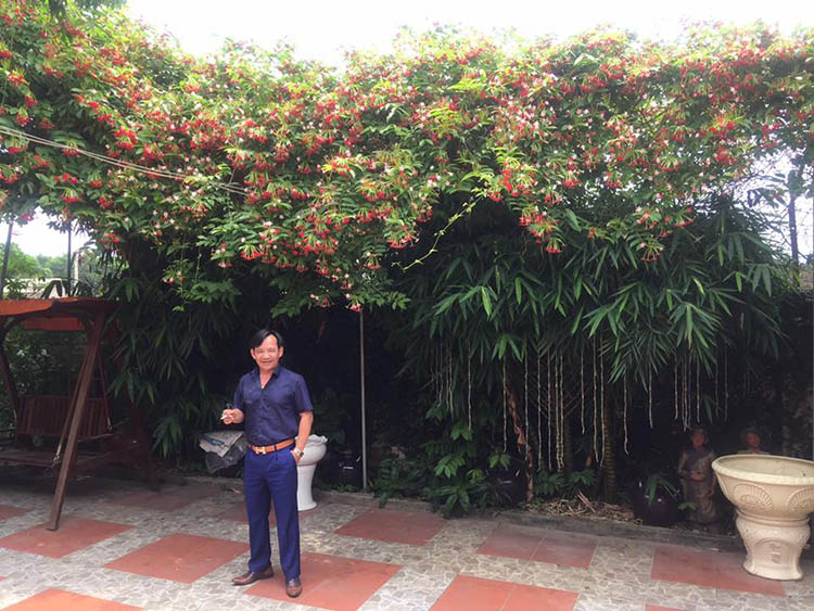 Cây Bò Rào Đổi Đời Thành "Nữ Hoàng Dây Leo" Nở Quanh Năm, Vừa Làm Cảnh Vừa Làm Thuốc, Giá Chỉ 150.000 Đồng/Cây