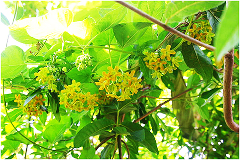 Khám Phá Loài Hoa "Quý Hơn Vàng": Nở Rộ Suốt 300 Ngày, Dễ Trồng Gấp 10 Lần Hoa Hồng