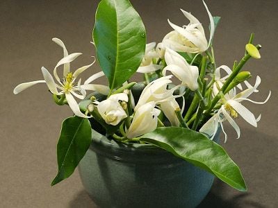 Hoa Ngọc Lan: "Nước Hoa Tự Nhiên" Hút Tài Lộc Hay Nỗi Lo Về Âm Khí, Gây Dị Ứng?