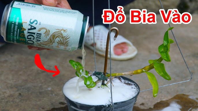 Tưới cây bằng Bia, Cây Phát Triển Vùn Vụt, Hoa Tàn Nở Lại Ngay