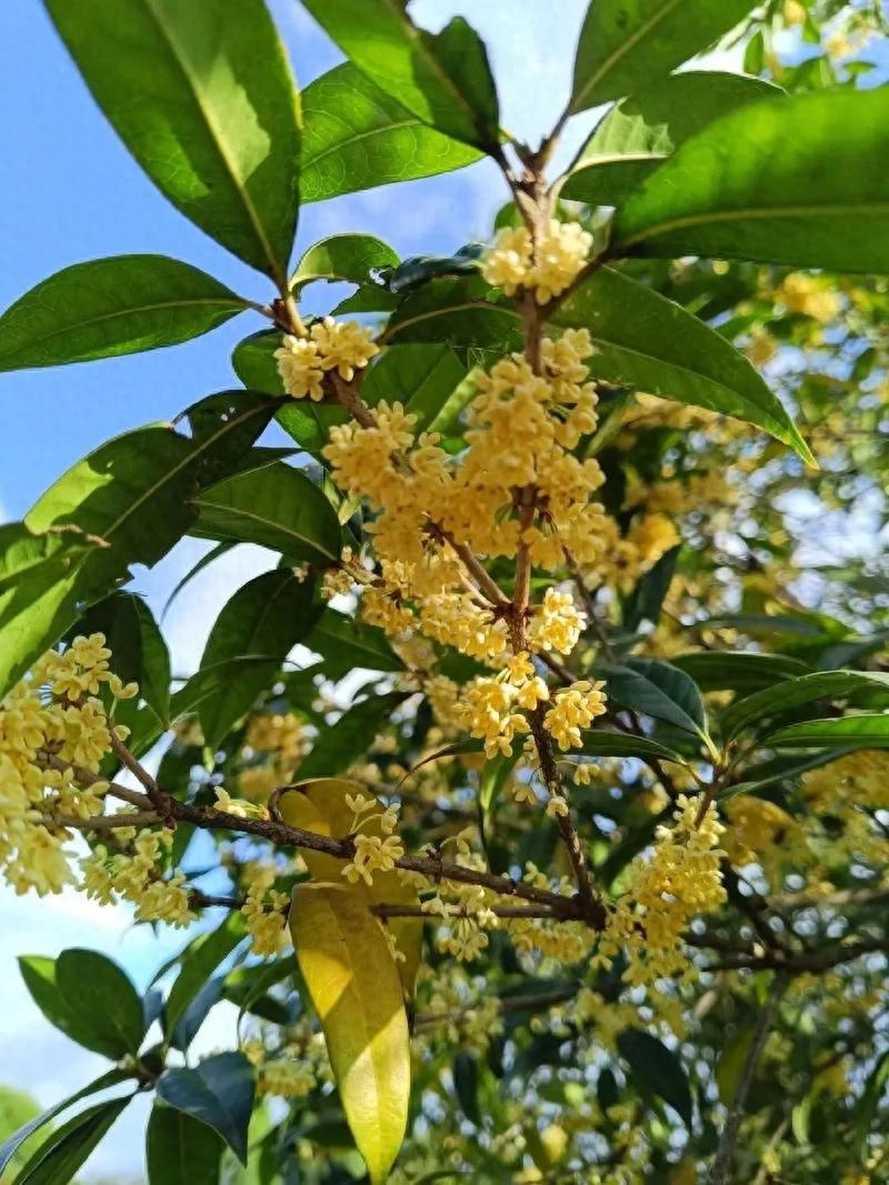 BÍ ẨN VỀ HOA MỘC HƯƠNG: LOÀI HOA THƠM NHƯ NƯỚC HOA, HÚT TÀI LỘC NHƯNG CẦN CẨN TRỌNG KHI TRỒNG TRONG NHÀ