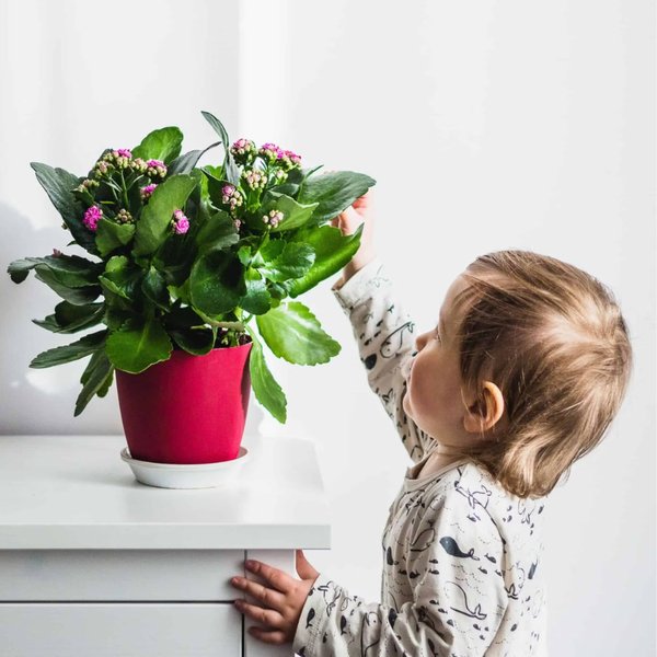Cẩn trọng khi trồng 4 loại cây cảnh này trong nhà nếu có trẻ nhỏ