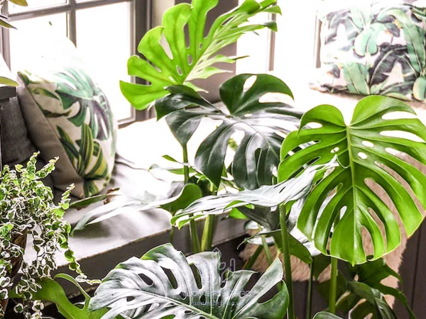 Cây Cảnh Độc Lạ: Nghệ Thuật "Chơi" Lá Mang Lại Sự An Yên Và Đẳng Cấp Cho Không Gian Sống