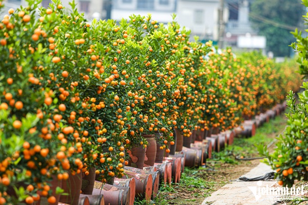 Tận dụng quả trên cây cảnh sau Tết thế nào cho an toàn?