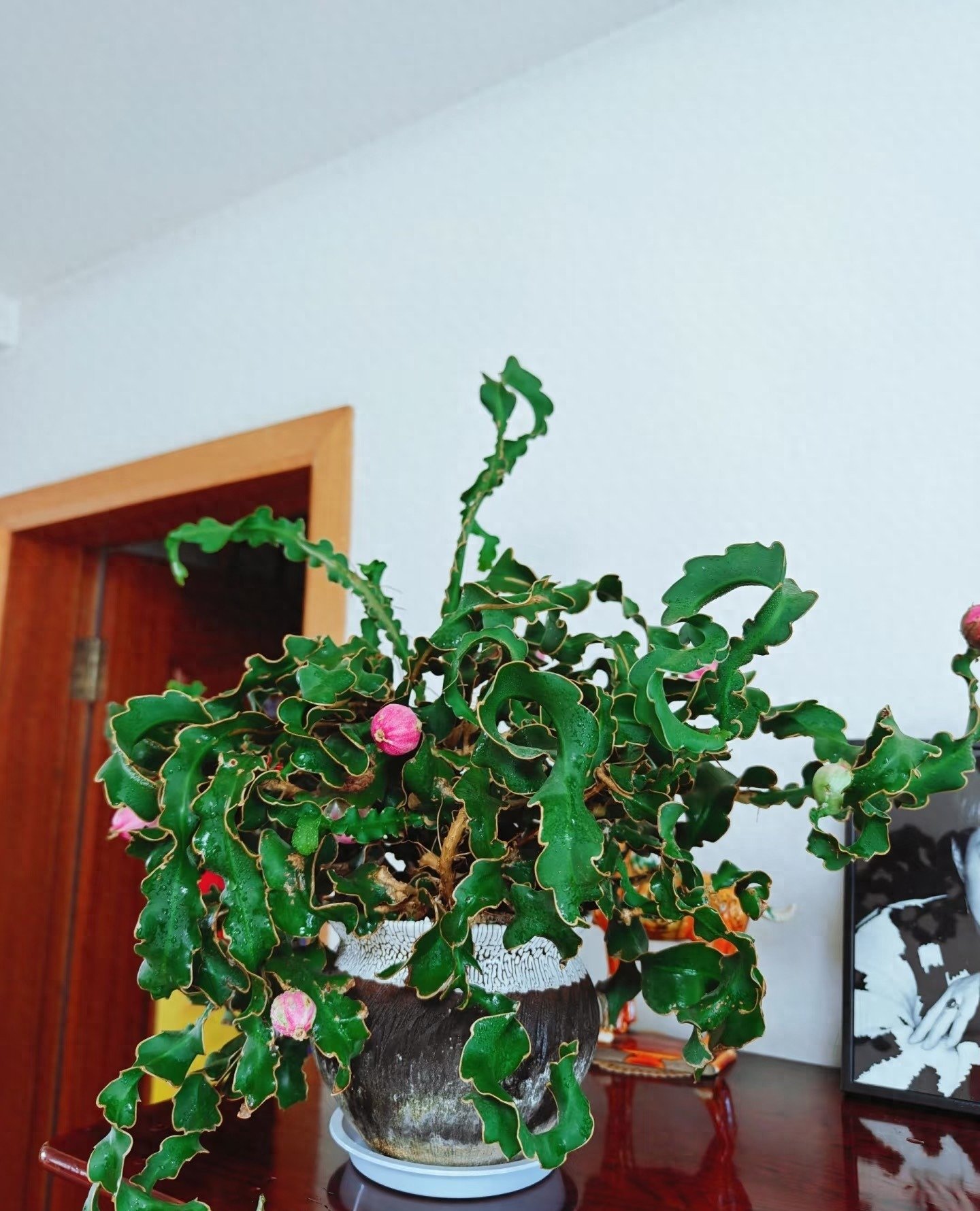 Quỳnh Xoắn – Tuyệt Tác "Rong Biển Bồng Bềnh" Hút Tài Lộc Vàng Son Cho Gia Chủ