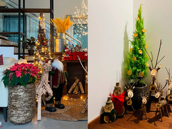 Top 4 "Nữ Hoàng" Cây Cảnh Giáng Sinh: Bí Quyết Trang Hoàng Nhà Cửa Đón Lộc, Chiêu Tài Cuối Năm