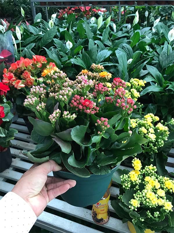 Khám Phá Cây Trường Thọ – Loài Cây Của Sự Vững Bền Và Sức Sống Mãnh Liệt