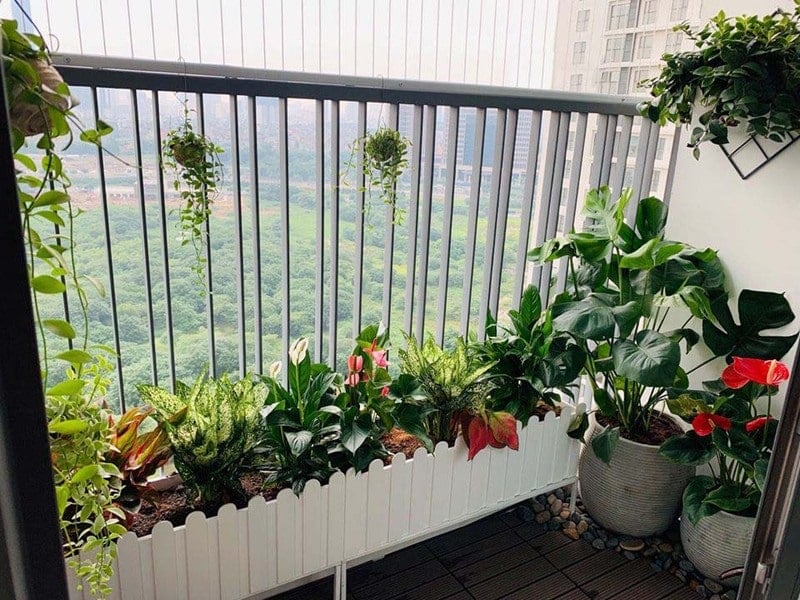 Chọn Cây Ban Công Theo Hướng Nhà và Các Lưu Ý