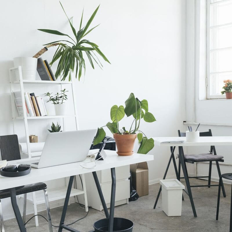 8 Loại Cây Cảnh Phong Thủy "Hút Tài Lộc" Đỉnh Cao Cho Bàn Làm Việc, Đặc Biệt Vượng Khí Năm 2026!