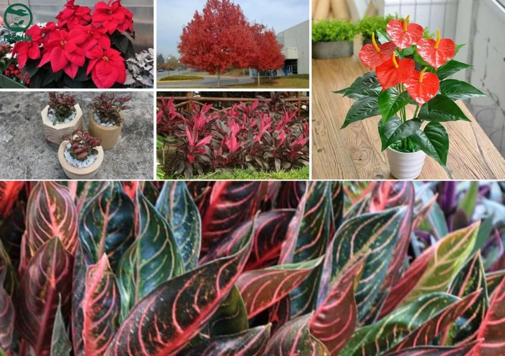 4 Cây Cảnh "Vận Đỏ" Đón Tài Lộc: Trồng Ngay Để Năm 2026 Rực Rỡ, Phú Quý Tràn Đầy