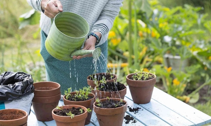 Cần Chú Ý Gì Đối Với Lượng Nước Tưới Cho Cây Xanh Vào Mùa Đông?