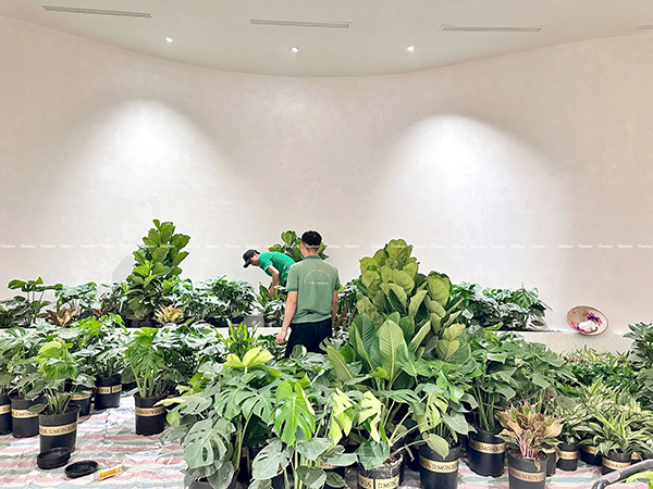 Vinatrees tối ưu quy trình vận chuyển cây xanh nhà cao tầng bằng cách nào để không ảnh hưởng giờ làm việc?