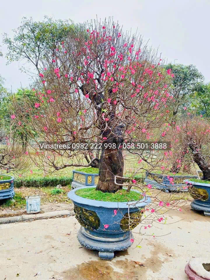 Hướng dẫn cắt tỉa cây đào sau tết , giúp cây phát triển mạnh hơn, nhanh lớn hơn