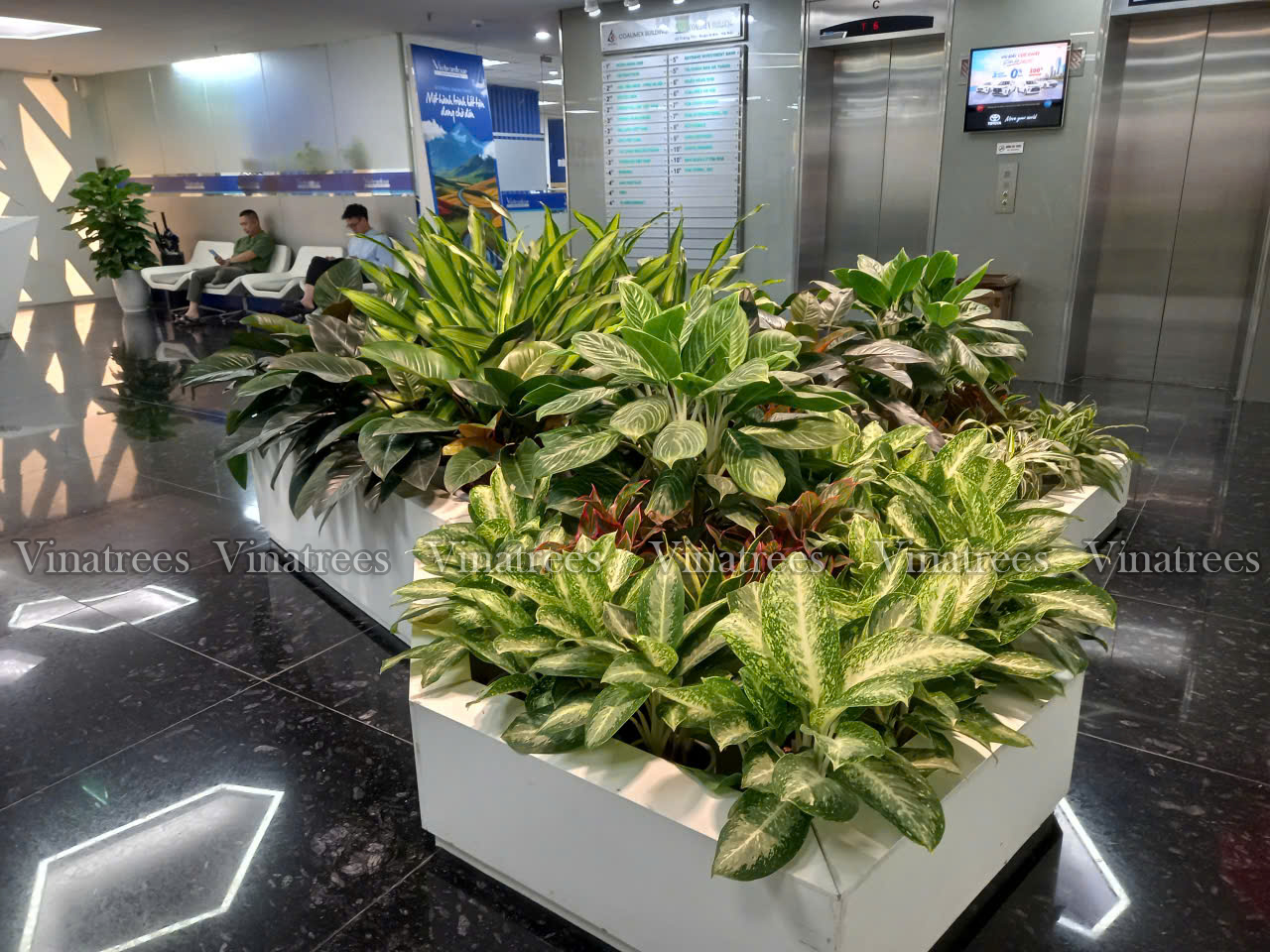 Vinatrees: Chiến lược thuê cây xanh tối ưu cho Startup Đầu tư nhỏ, giá trị lớn