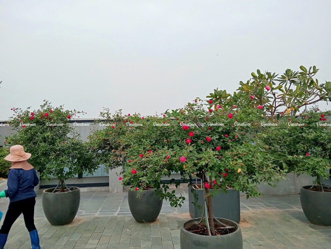 Công trình bảo trì cảnh quan cây xanh Tân phú long