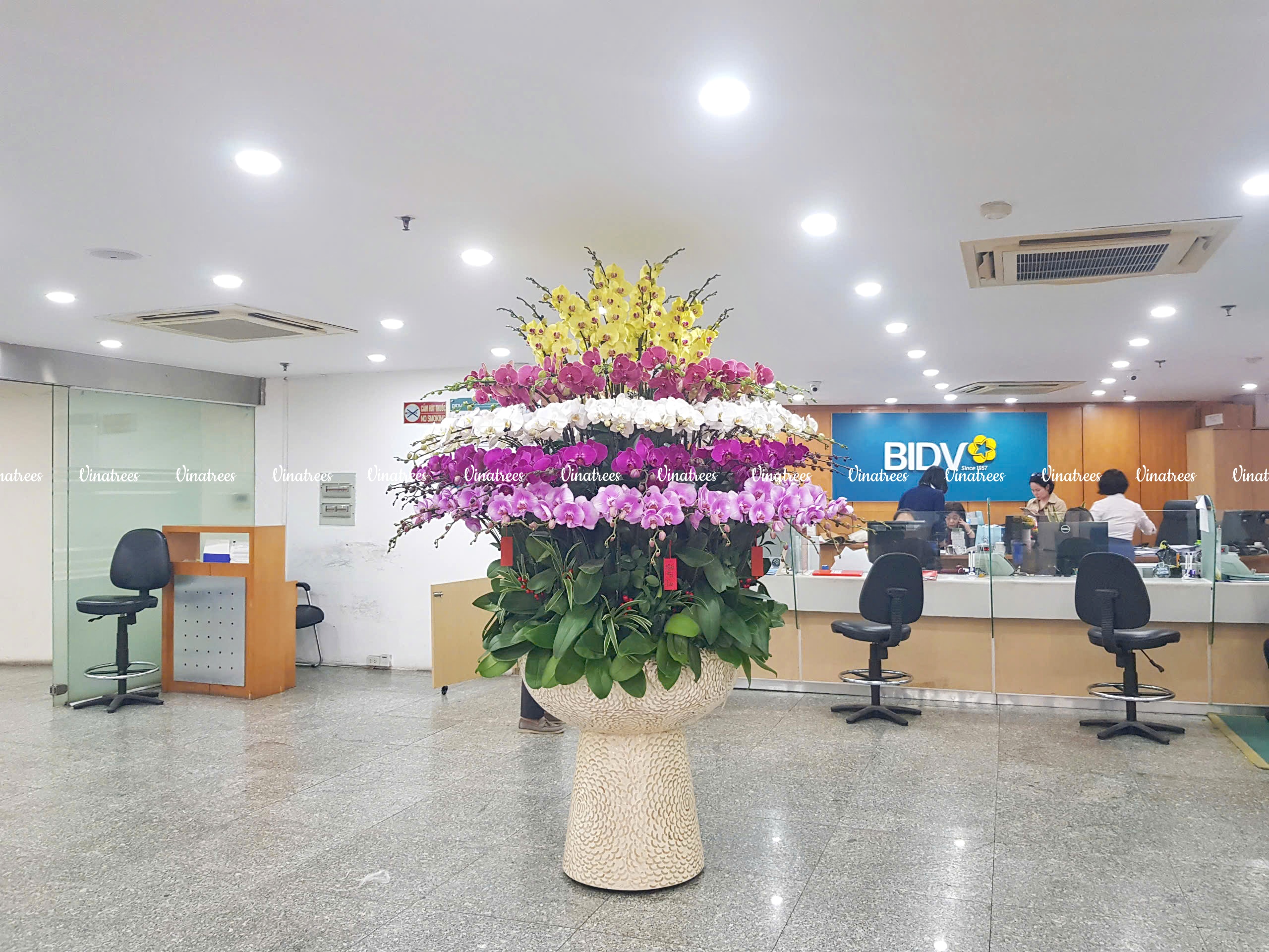 Đối tác thuê cây xanh BIDV HÀNG TRE