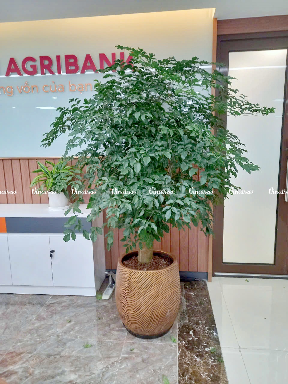 Đối tác thuê cây xanh CHỨNG KHOÁN AGRIBANK