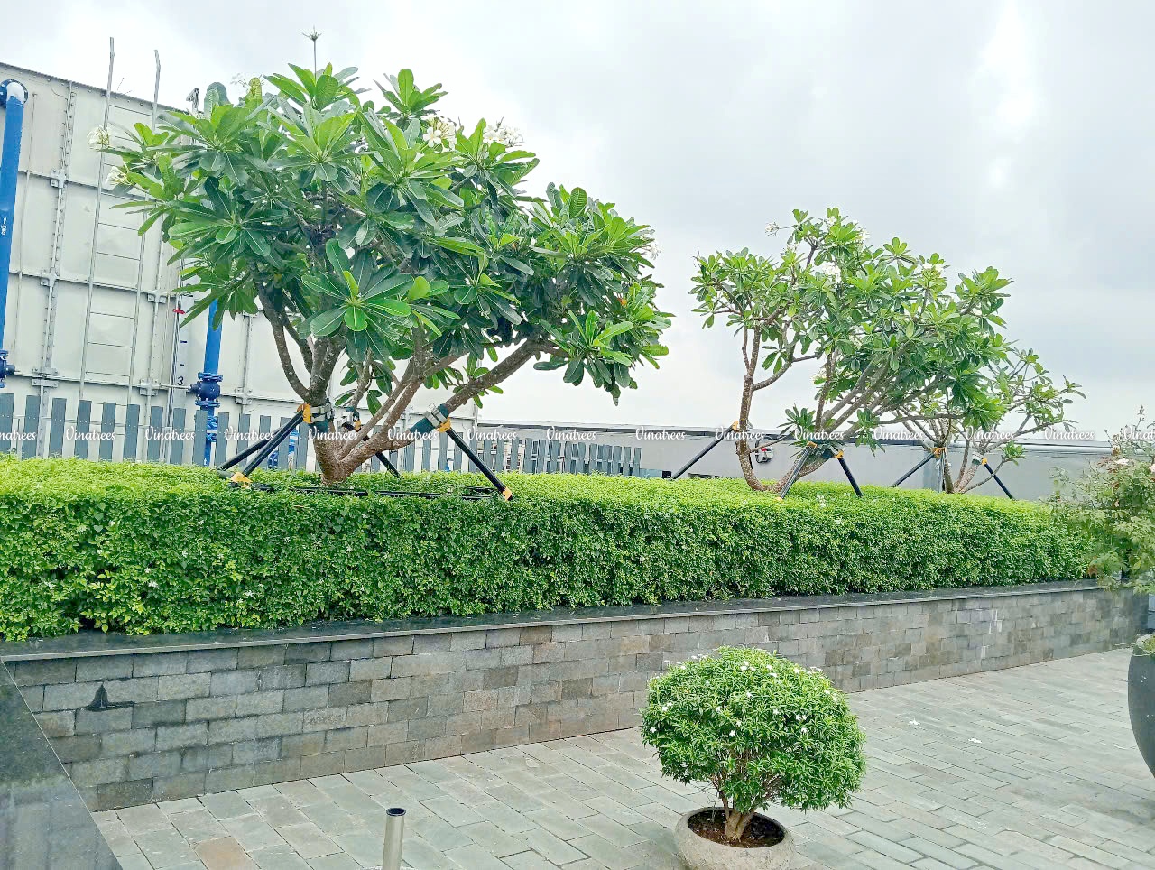 Công trình bảo trì cảnh quan cây xanh Tân phú long