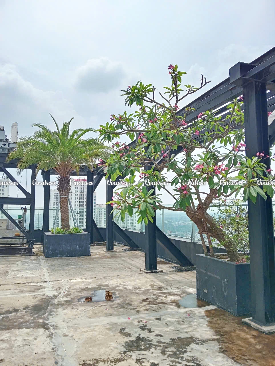 Công trình bảo trì cảnh quan cây xanh toà nhà Leadvisors Tower