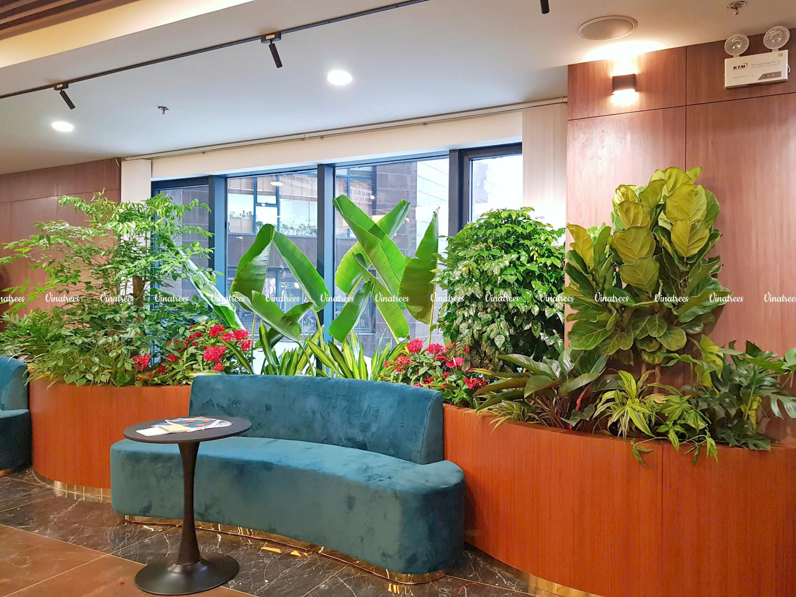 Đối tác thuê cây xanh PHÚ THÀNH HOLDINGS