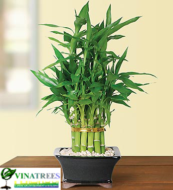 Cây phát lộc phát tài