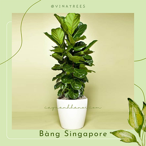 Cây Bàng Singapore