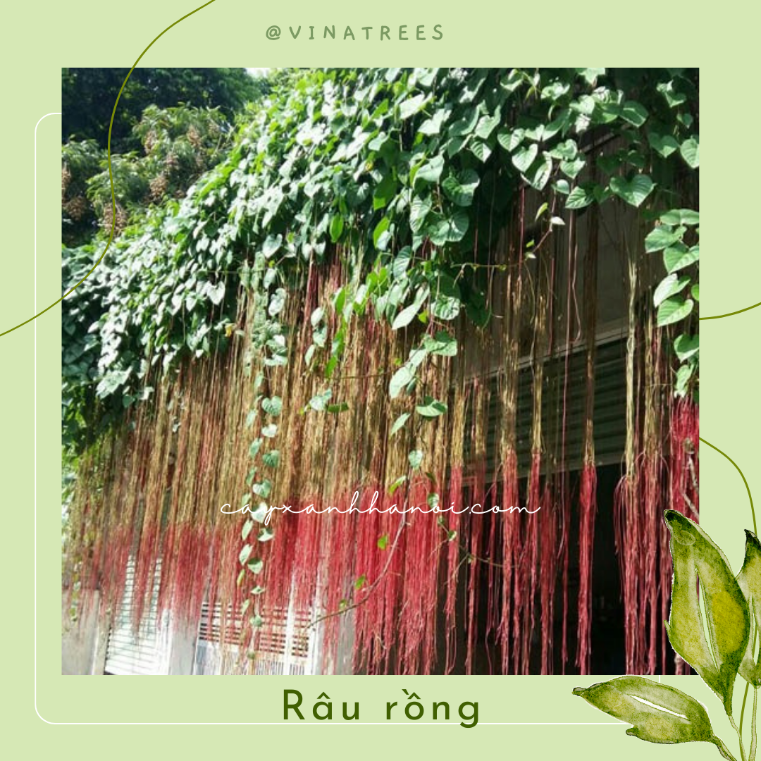 Râu Rồng