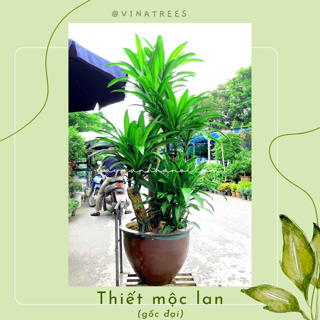 Hình ảnh về Cây thiết mộc lan