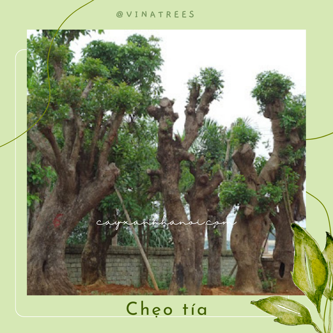 Cây Chẹo Tía đại thụ