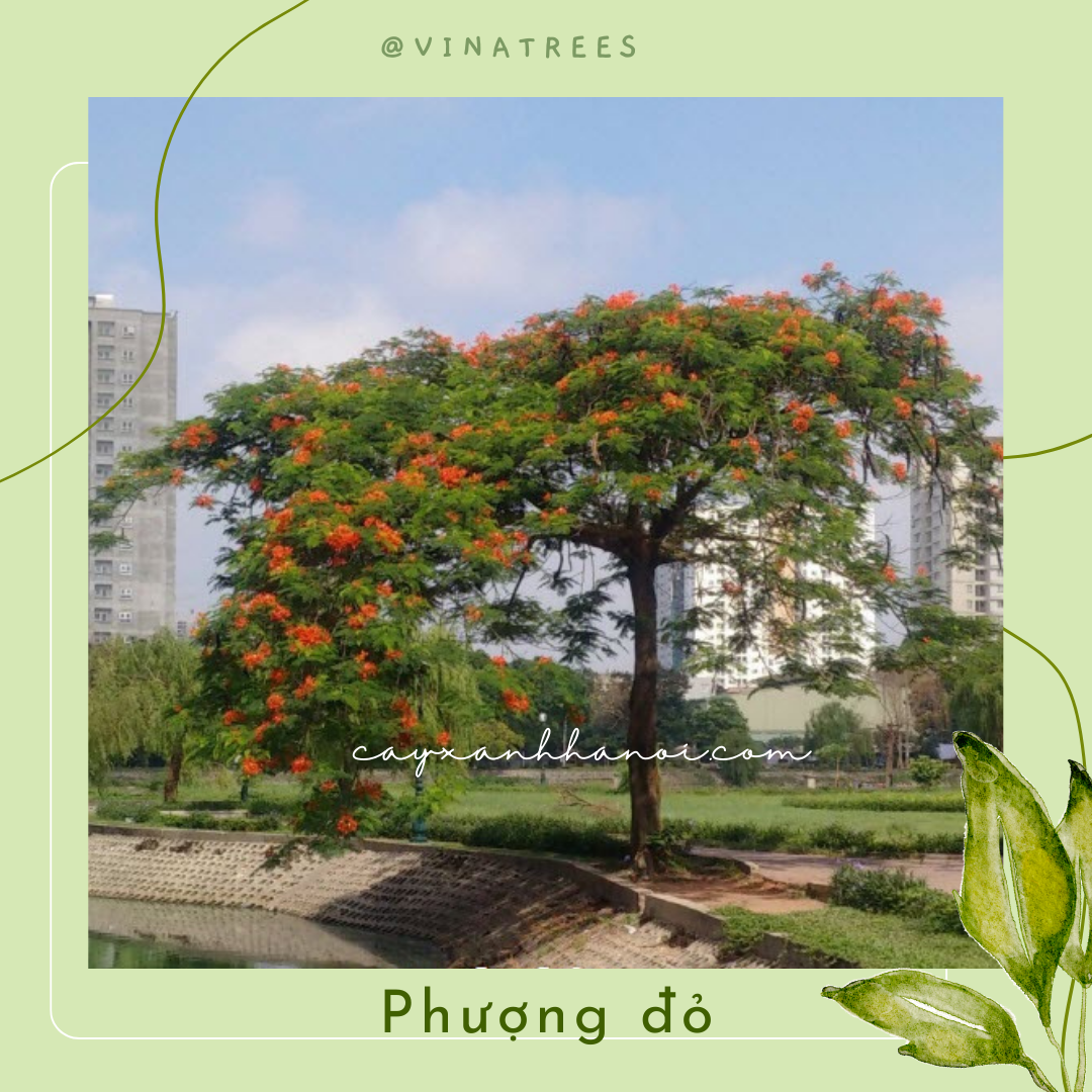 Phul Do Phượng đỏ